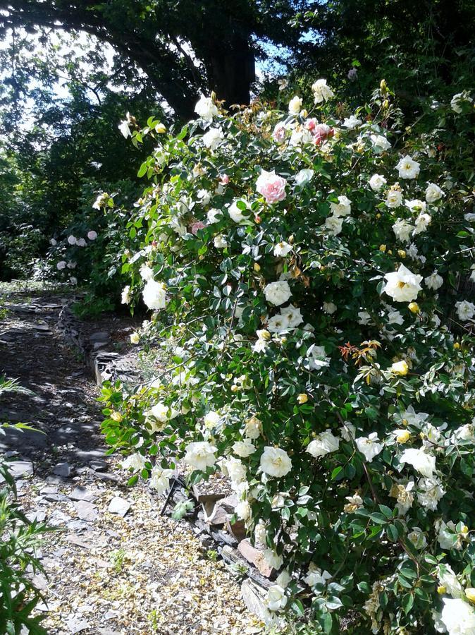 Tracebridge Cottage B&B Stawley 외부 사진
